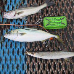 オリジナルメーカー海づり公園(市原市海づり施設) 釣果