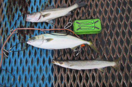 オリジナルメーカー海づり公園(市原市海づり施設) 釣果