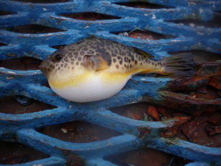 オリジナルメーカー海づり公園(市原市海づり施設) 釣果