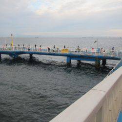 オリジナルメーカー海づり公園(市原市海づり施設) 釣果