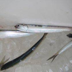 オリジナルメーカー海づり公園(市原市海づり施設) 釣果