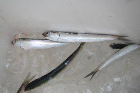 オリジナルメーカー海づり公園(市原市海づり施設) 釣果