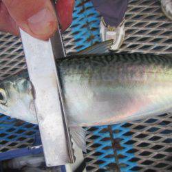 オリジナルメーカー海づり公園(市原市海づり施設) 釣果