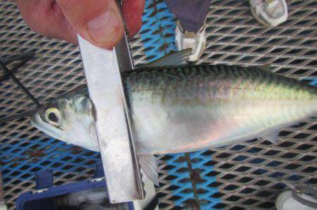 オリジナルメーカー海づり公園(市原市海づり施設) 釣果