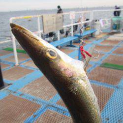 オリジナルメーカー海づり公園(市原市海づり施設) 釣果