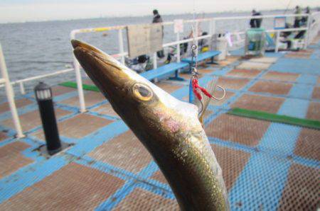 オリジナルメーカー海づり公園(市原市海づり施設) 釣果