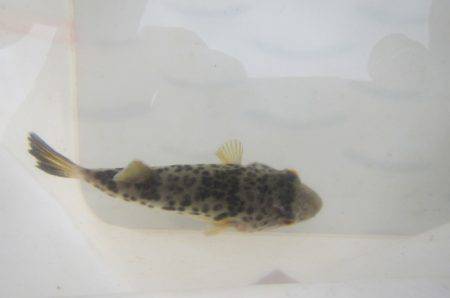 オリジナルメーカー海づり公園(市原市海づり施設) 釣果