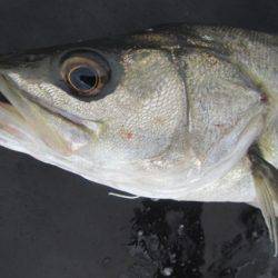 オリジナルメーカー海づり公園(市原市海づり施設) 釣果