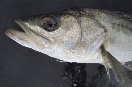 オリジナルメーカー海づり公園(市原市海づり施設) 釣果