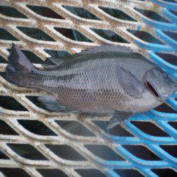 オリジナルメーカー海づり公園(市原市海づり施設) 釣果