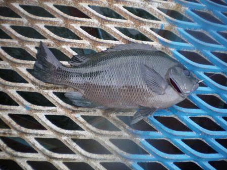 オリジナルメーカー海づり公園(市原市海づり施設) 釣果