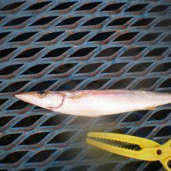 オリジナルメーカー海づり公園(市原市海づり施設) 釣果