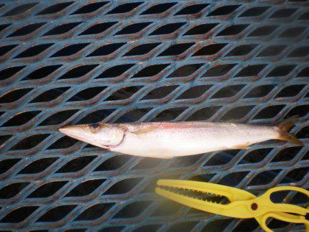 オリジナルメーカー海づり公園(市原市海づり施設) 釣果