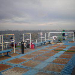 オリジナルメーカー海づり公園(市原市海づり施設) 釣果