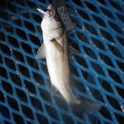 オリジナルメーカー海づり公園(市原市海づり施設) 釣果