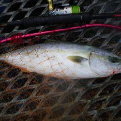 オリジナルメーカー海づり公園(市原市海づり施設) 釣果