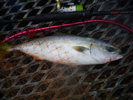 オリジナルメーカー海づり公園(市原市海づり施設) 釣果
