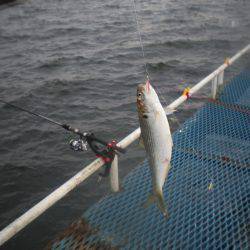 オリジナルメーカー海づり公園(市原市海づり施設) 釣果