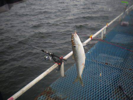 オリジナルメーカー海づり公園(市原市海づり施設) 釣果