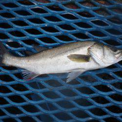 オリジナルメーカー海づり公園(市原市海づり施設) 釣果