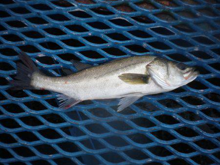 オリジナルメーカー海づり公園(市原市海づり施設) 釣果