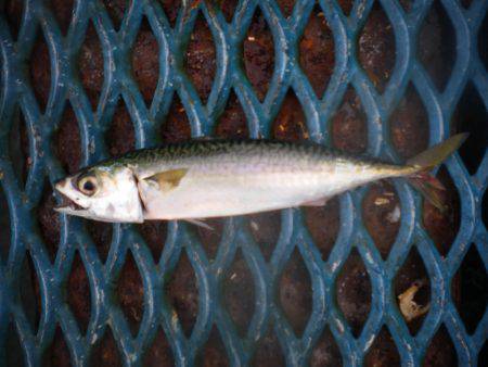 オリジナルメーカー海づり公園(市原市海づり施設) 釣果