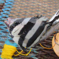 オリジナルメーカー海づり公園(市原市海づり施設) 釣果