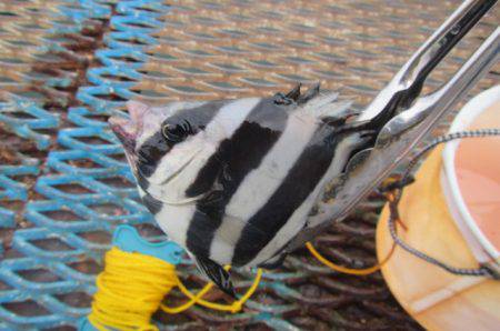 オリジナルメーカー海づり公園(市原市海づり施設) 釣果