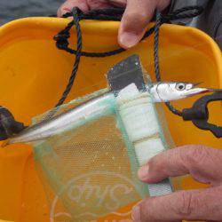 オリジナルメーカー海づり公園(市原市海づり施設) 釣果