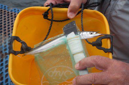 オリジナルメーカー海づり公園(市原市海づり施設) 釣果