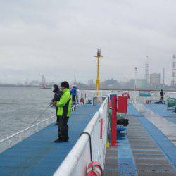 オリジナルメーカー海づり公園(市原市海づり施設) 釣果