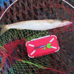 オリジナルメーカー海づり公園(市原市海づり施設) 釣果