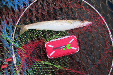 オリジナルメーカー海づり公園(市原市海づり施設) 釣果