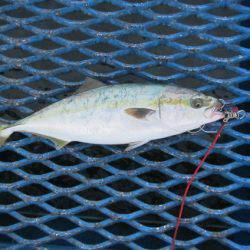 オリジナルメーカー海づり公園(市原市海づり施設) 釣果