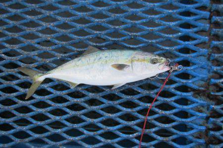 オリジナルメーカー海づり公園(市原市海づり施設) 釣果