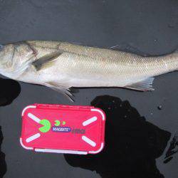 オリジナルメーカー海づり公園(市原市海づり施設) 釣果