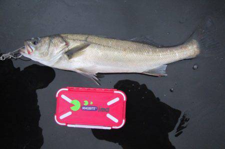 オリジナルメーカー海づり公園(市原市海づり施設) 釣果