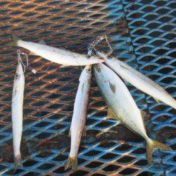 オリジナルメーカー海づり公園(市原市海づり施設) 釣果