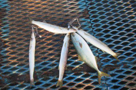 オリジナルメーカー海づり公園(市原市海づり施設) 釣果