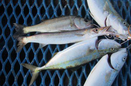 オリジナルメーカー海づり公園(市原市海づり…