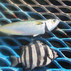 オリジナルメーカー海づり公園(市原市海づり施設) 釣果