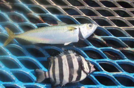 オリジナルメーカー海づり公園(市原市海づり施設) 釣果