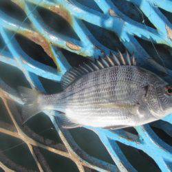 オリジナルメーカー海づり公園(市原市海づり施設) 釣果