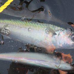 オリジナルメーカー海づり公園(市原市海づり施設) 釣果