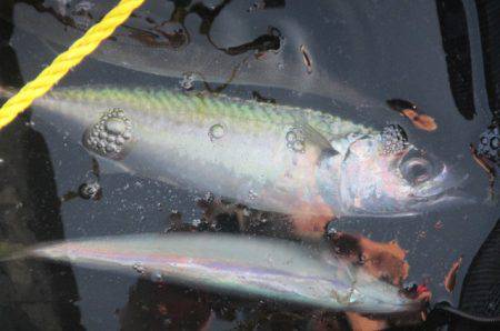 オリジナルメーカー海づり公園(市原市海づり施設) 釣果