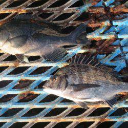 オリジナルメーカー海づり公園(市原市海づり施設) 釣果