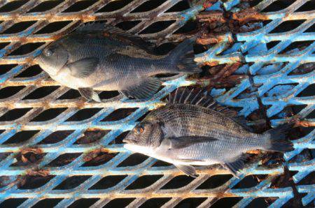 オリジナルメーカー海づり公園(市原市海づり施設) 釣果