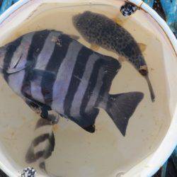 オリジナルメーカー海づり公園(市原市海づり施設) 釣果