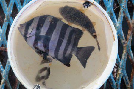 オリジナルメーカー海づり公園(市原市海づり施設) 釣果