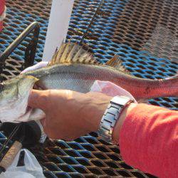 オリジナルメーカー海づり公園(市原市海づり施設) 釣果